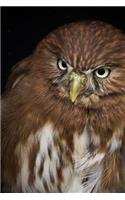 Austral Pygmy Owl Journal: 150 page lined notebook/diary