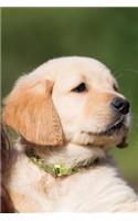 Golden Retriever Puppy Portrait Journal: 150 Page Lined Notebook/Diary