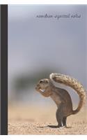 namibian squirrel notes