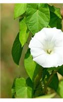 Single Invasive Bindweed Bloom Journal: Take Notes, Write Down Memories in this 150 Page Lined Journal