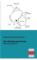 Die Weinbergschnecke