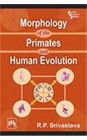Morphology Of The Primates And Human Evolution