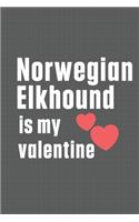 Norwegian Elkhound is my valentine