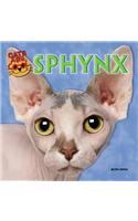 Sphynx