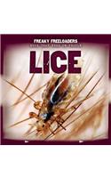 Lice