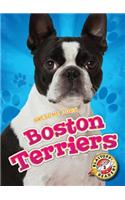 Boston Terriers