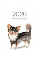 2020 Long Haired Chihuahua