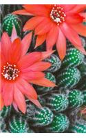 Cactus Notebook