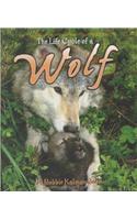 The Life Cycle of a Wolf