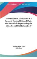 Illustrations of Dissections in a Series of Original Colored Plates the Size of Life Representing the Dissection of the Human Body