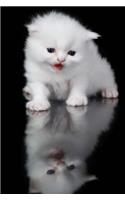 White Persian Cat Meowing at Her Reflection Journal: 150 Page Lined Notebook/Diary