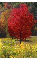 Autumn Red Maple Tree Fall Foliage Journal: (Notebook, Diary, Blank Book)