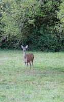 Doe in a Field Journal: 100-page blank lined journal featuring a doe in a field