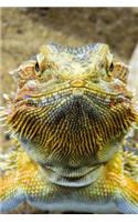 Say Hello to the Agama Lizard Journal: 150 Page Lined Notebook/Diary