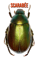 Scarabée