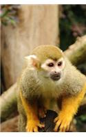 Squirrel Monkey Journal: 150 page lined notebook/diary