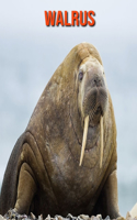 Walrus