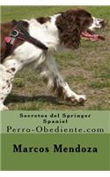 Secretos del Springer Spaniel: Perro-Obediente.com