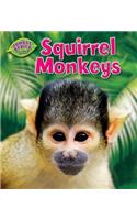 Squirrel Monkeys