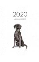 2020 Labrador Retriever