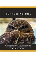 Burrowing Owl