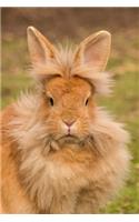 Simply Too Adorable Lionhead Domestic Rabbit Journal