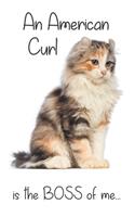 A Tortoiseshell Tabby American Curl Cat is the Boss of me...