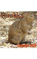 Quokka Calendar 2020