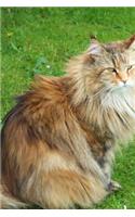 Magnificent Siberian Forest Cat Journal: Take Notes, Write Down Memories in this 150 Page Lined Journal