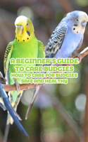 A Beginner's Guide To Care Budgies