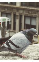 Pigeon in the City Journal