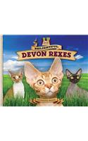 Delightful Devon Rexes