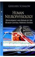 Human Neurophysiology: Development and Repair of the Human Central Nervous System