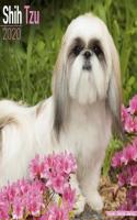 Shih Tzu Calendar 2020