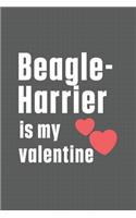 Beagle-Harrier is my valentine: For Beagle-Harrier Dog Fans