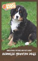 Unbelievable Pictures and Facts About Bernese Mountain Dogs