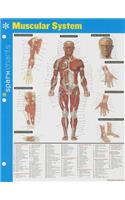 Muscular System Sparkcharts