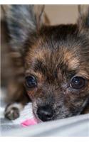 Close Up of a Sweet Chihuahua Puppy Dog Pet Journal
