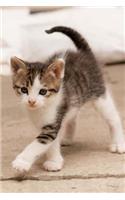Adorable Calico Kitten Journal