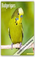 Budgerigars 2021 Wall Calendar