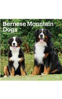 Bernese Mountain Dogs 2019 Square