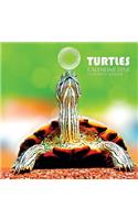 Turtles Calendar 2018: 16 Month Calendar