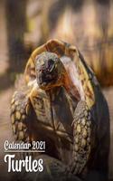 Calendar 2021 Turtles: Cute Turtles Photos Monthly Mini Calendar - Small Size