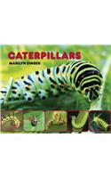 Caterpillars