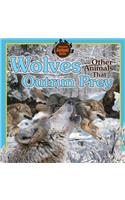 Wolves and Other Animals That Outrun Prey