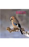 Birds Calendar 2016: 16 Month Calendar(English)