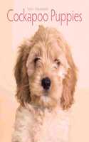 COCKAPOO PUPPIES MINI SQUARE WALL CALEND