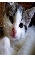 Cute Kitten Journal Cat Photo