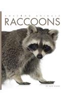 Raccoons