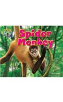 Spider Monkey